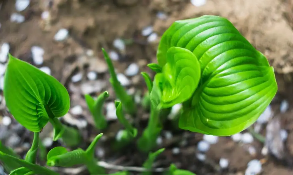 How Long Can Hostas Survive Out of the Ground?