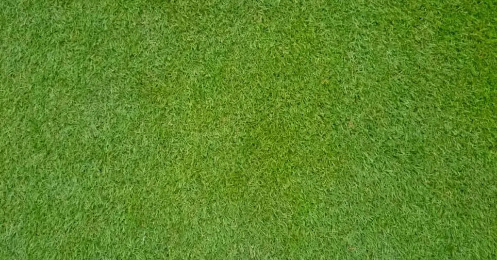 How to Make Centipede Grass Dark Green? (Explained)