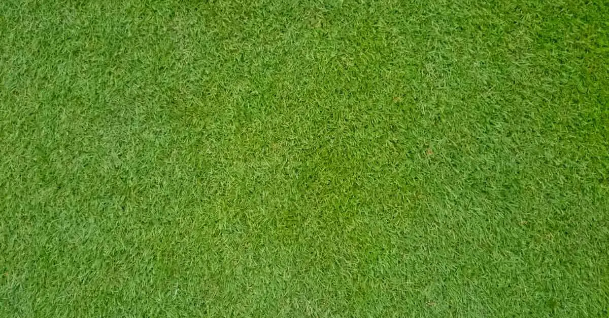 How to Make Centipede Grass Dark Green?