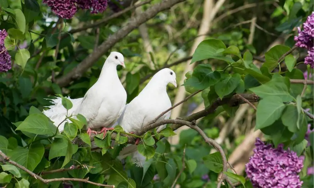 Why Are Pigeons Eating My Lilac Tree?