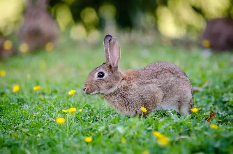 Why Do Rabbits Flick Their Front Paws?