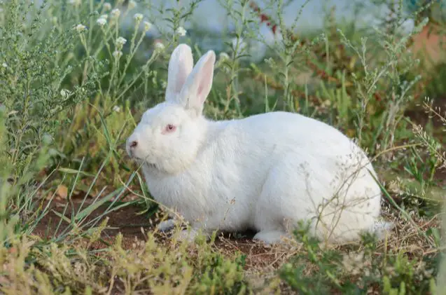 Why Do Rabbits Fur Change Color in the Winter?