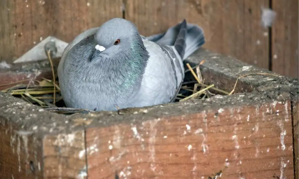 Why are Pigeons Bad at Making Nests?
