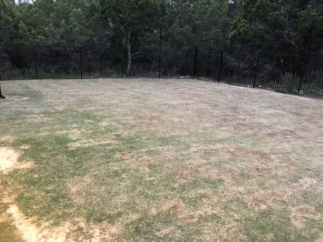 Why is my Lawn Brown After Dethatching?