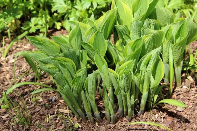 How to Reduce Shock When Transplanting Hostas? (Explained)