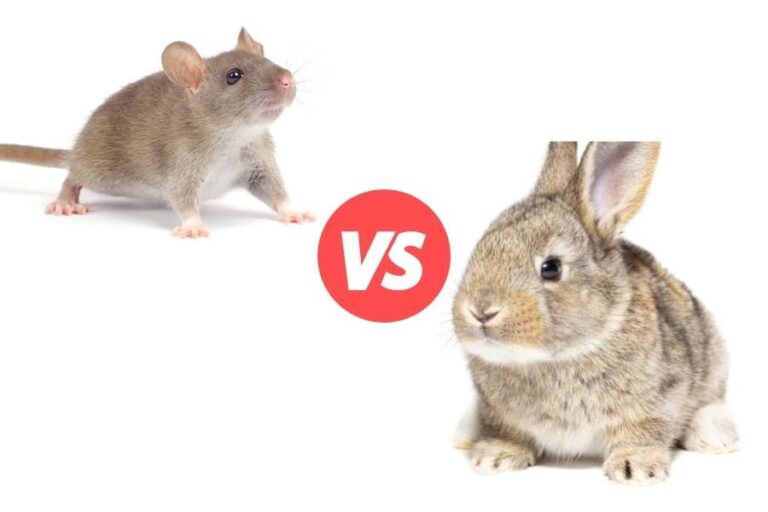Rats vs Rabbits As Pets (Explained)