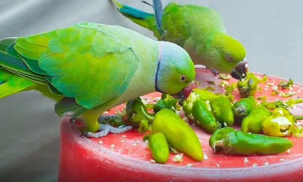 Why Do Parrots Eat Green Chilies?