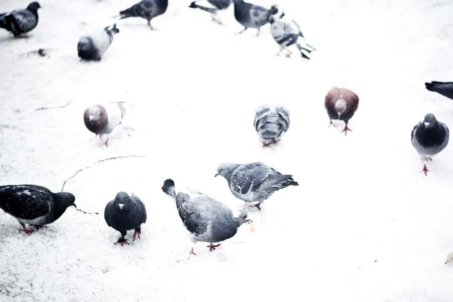 Why Do Pigeons Dance in Circles?