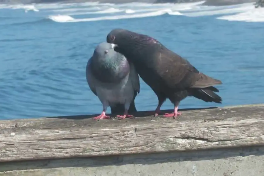 Why Do Pigeons Die When They Mate?