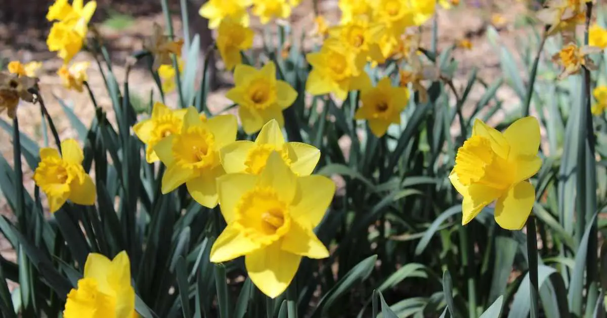 Are Double Headed Daffodils Rare?
