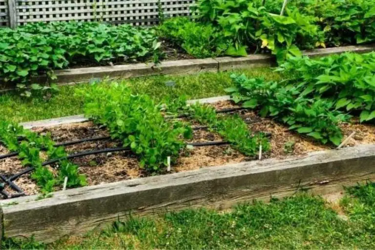 How Many Strawberries Can I Grow In A 4x8 Raised Bed 