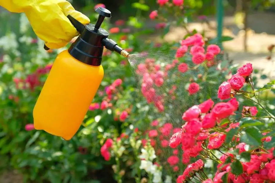 Is Cutter Backyard Spray Safe For Plants Explained 