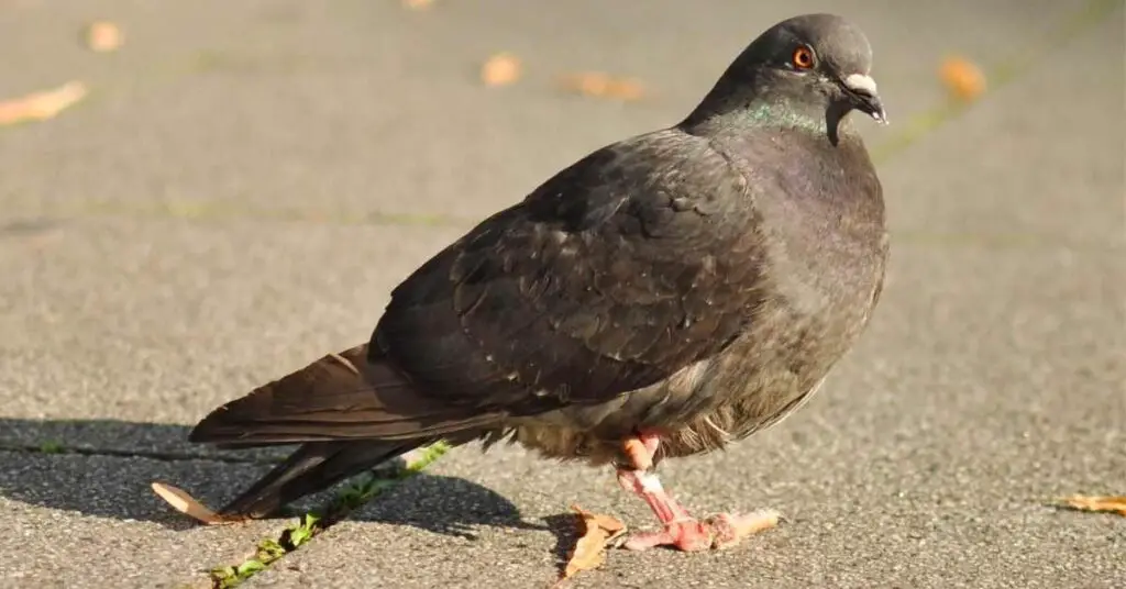 Why Do Pigeons Always Have Missing Toes?