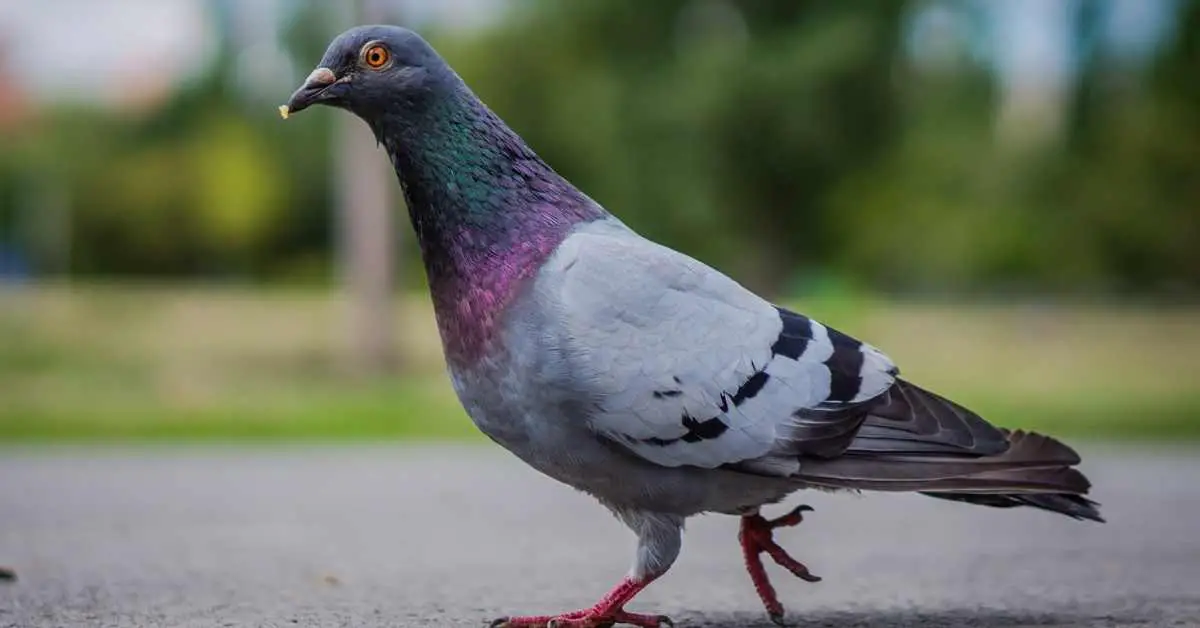 Why Do Pigeons Bob Their Heads While Walking?