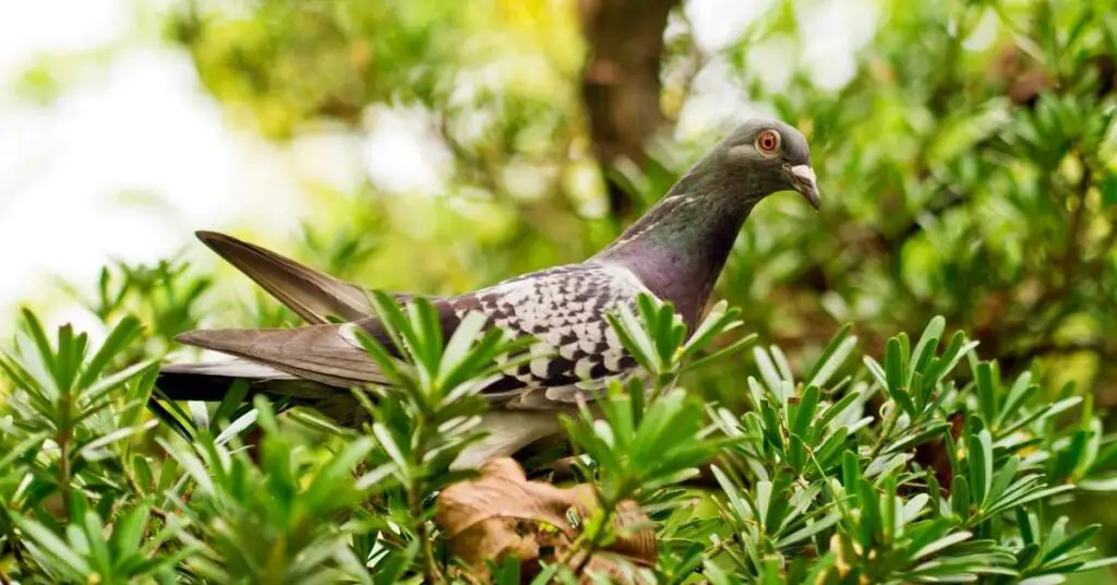 Why Do Pigeons Destroy Plants?