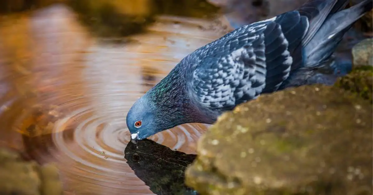 Why Do Pigeons Drink Water?