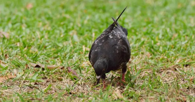 why-do-pigeons-eat-mud-explained