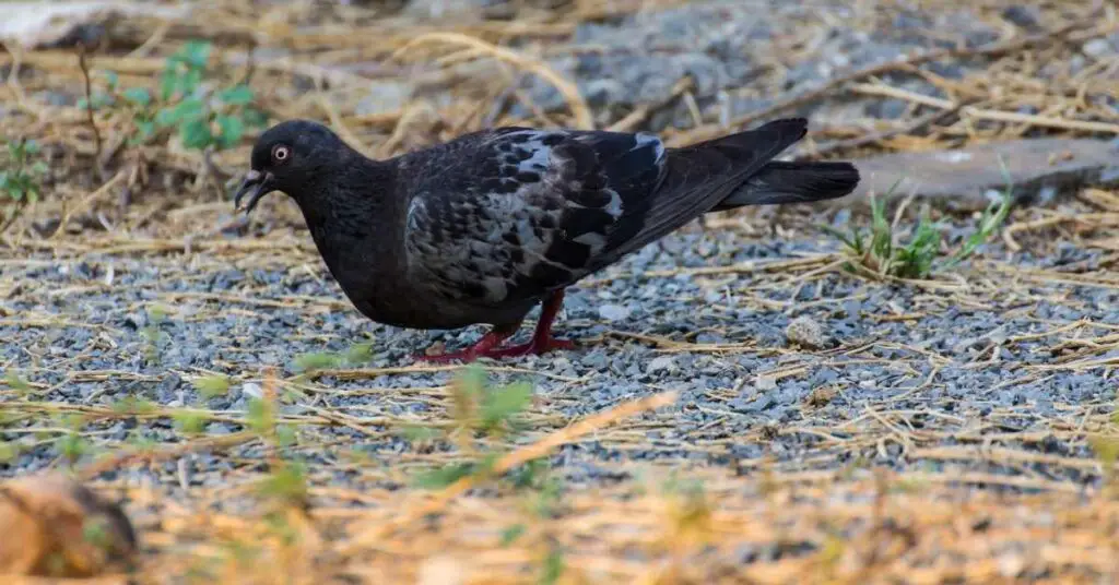 Why Do Pigeons Eat Rocks?
