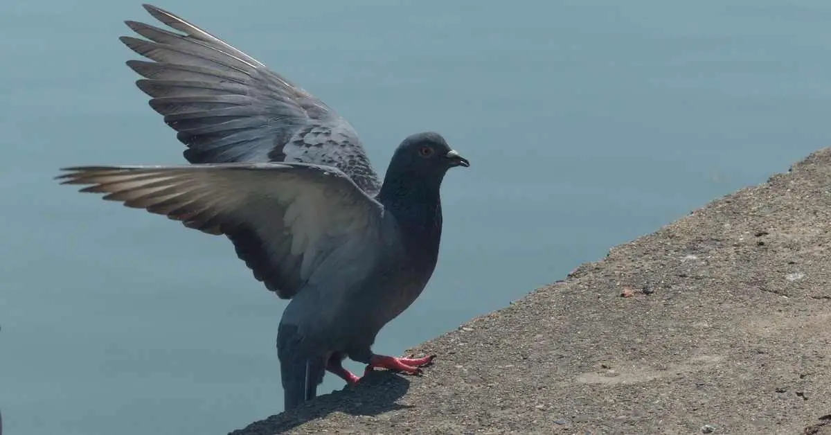 Why Do Pigeons Flap Their Wings?