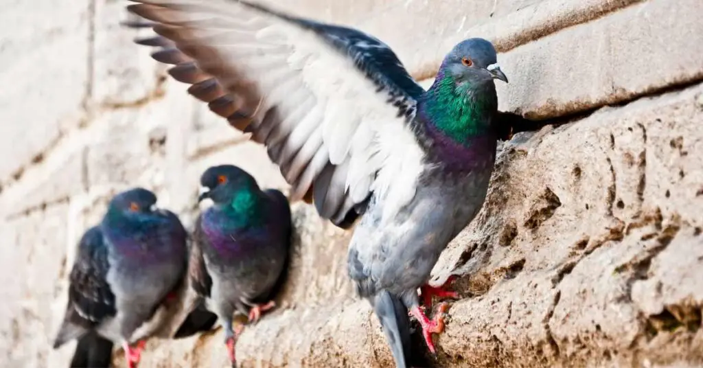 Why Do Pigeons Have Red Feet?