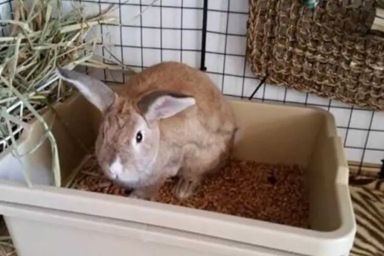 Why does my Rabbit like to Sleep in his Litter Box? (Explained)