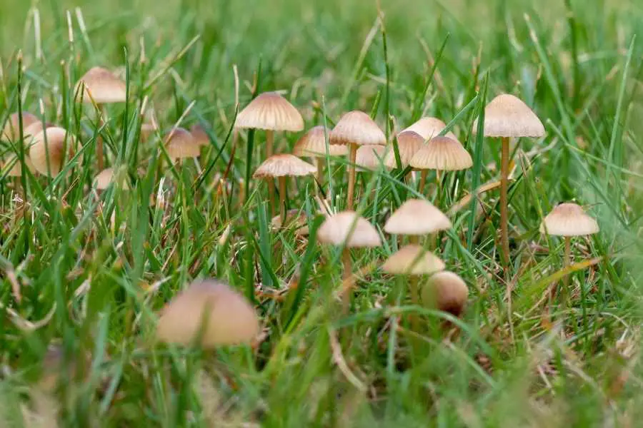 Why is My Lawn Full of Mushrooms?