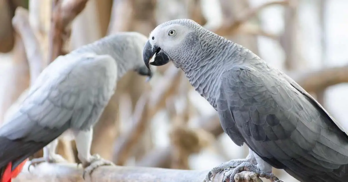 Can Pigeons Talk Like Parrots?