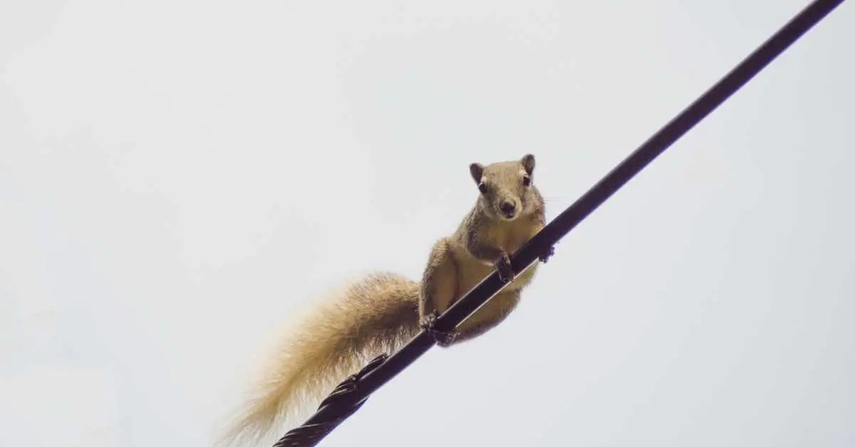 Can Squirrels Climb Rope?