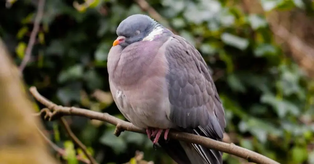 Do Pigeons Close Their Eyes When They Sleep?