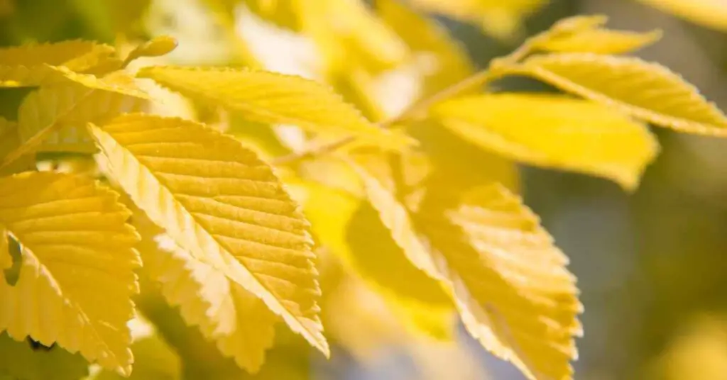 How Do Yellow Leaves Affect Photosynthesis?