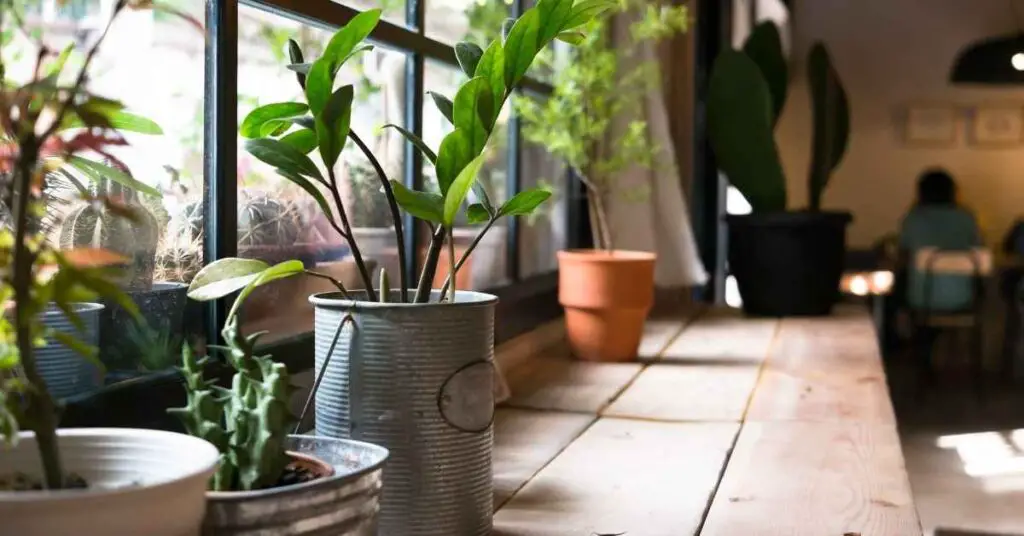 How Long Can Plants Survive Without Sunlight?