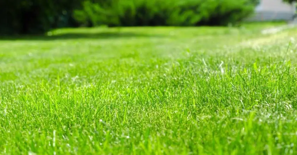 How Long Does Liquid Iron Take to Work on Lawn?