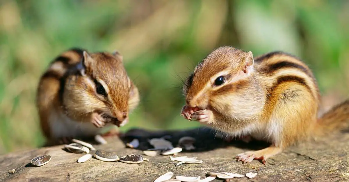 Why Are Chipmunks Afraid of Squirrels?