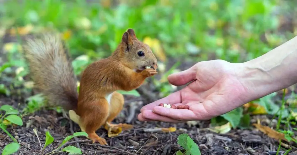 Why Are Squirrels Afraid of Humans? (Explained)