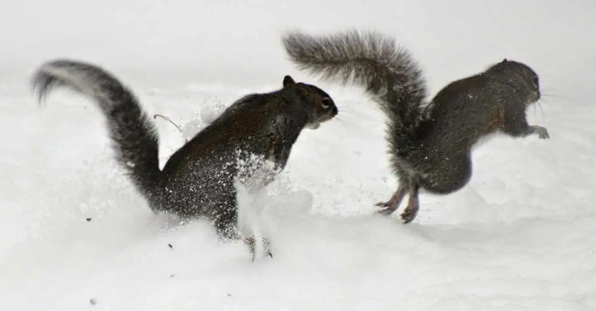 Why Are Squirrels Always Chasing Each Other?