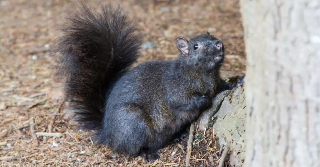 Why Are Squirrels Black in Michigan?