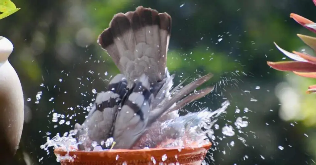 Why Do Pigeons Poop in the Bird Bath?