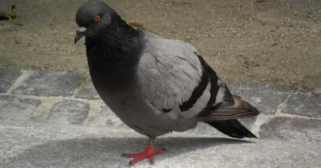 Why Do Pigeons Stand on One Leg?