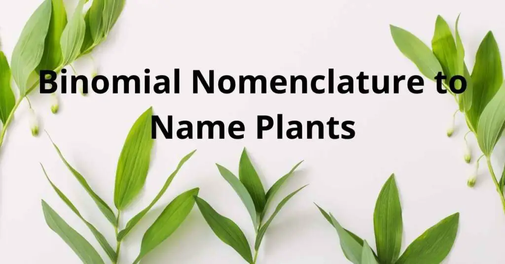 Why is Binomial Nomenclature Used to Name Plants?