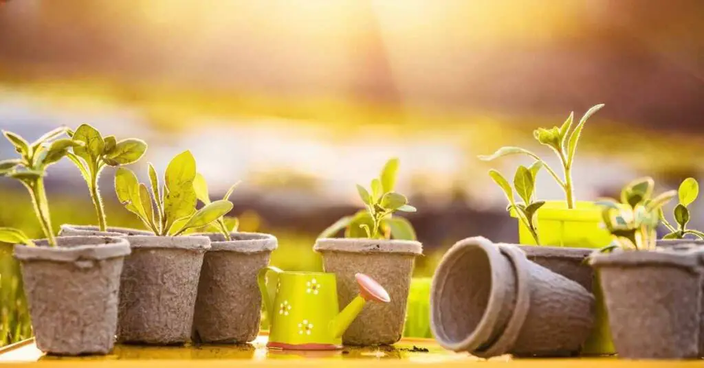 Can Plants Grow in Indirect Sunlight? (Explained)