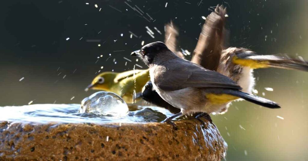How Far Should a Bird Bath Be From a Bird Feeder?