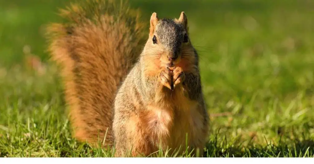 Why Do Squirrels Stand Still?