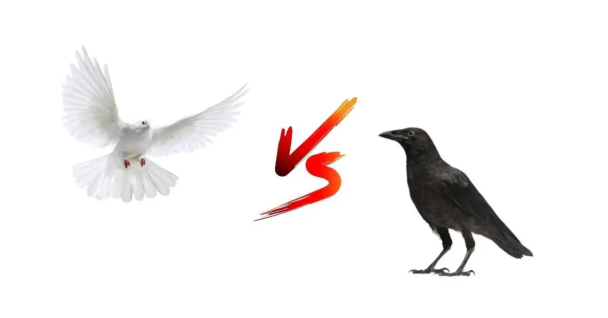 Are Pigeons Afraid of Crows?