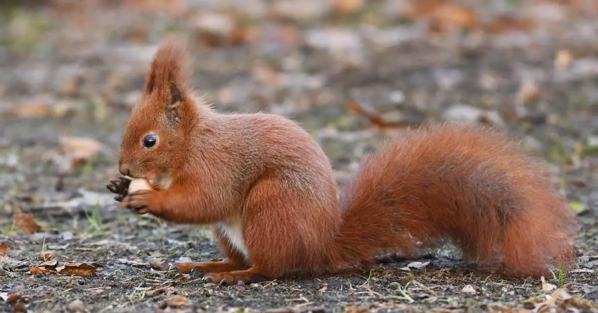 Are Squirrels Endangered Species?