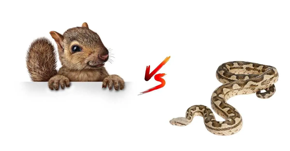 Are Squirrels Immune to Snake Venom?