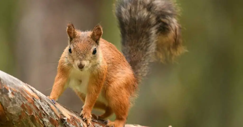 Are Squirrels Keystone Species?
