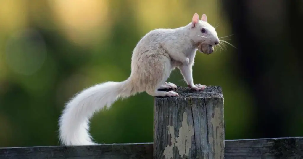Are Squirrels with White Tails Rare?
