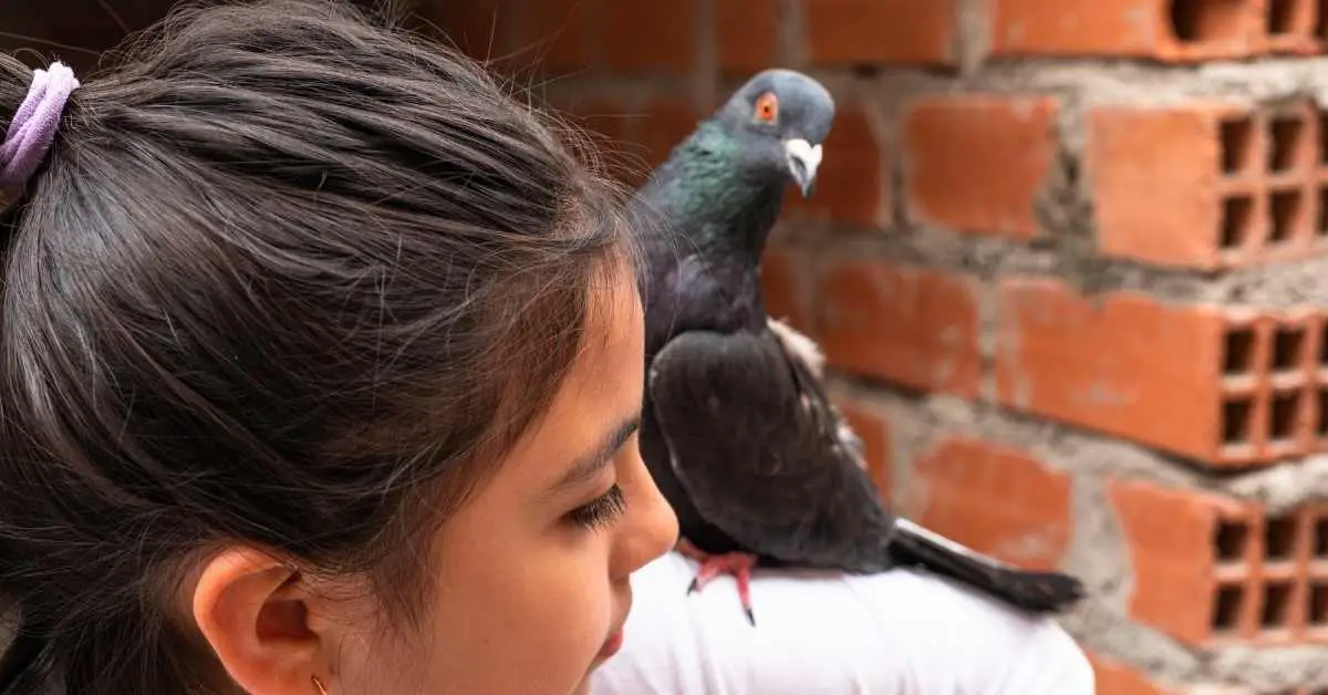 Can Pigeons Be Potty Trained?