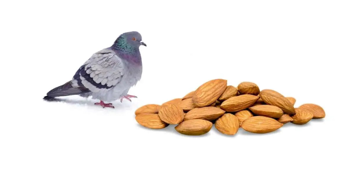 Can Pigeons Eat Almonds?