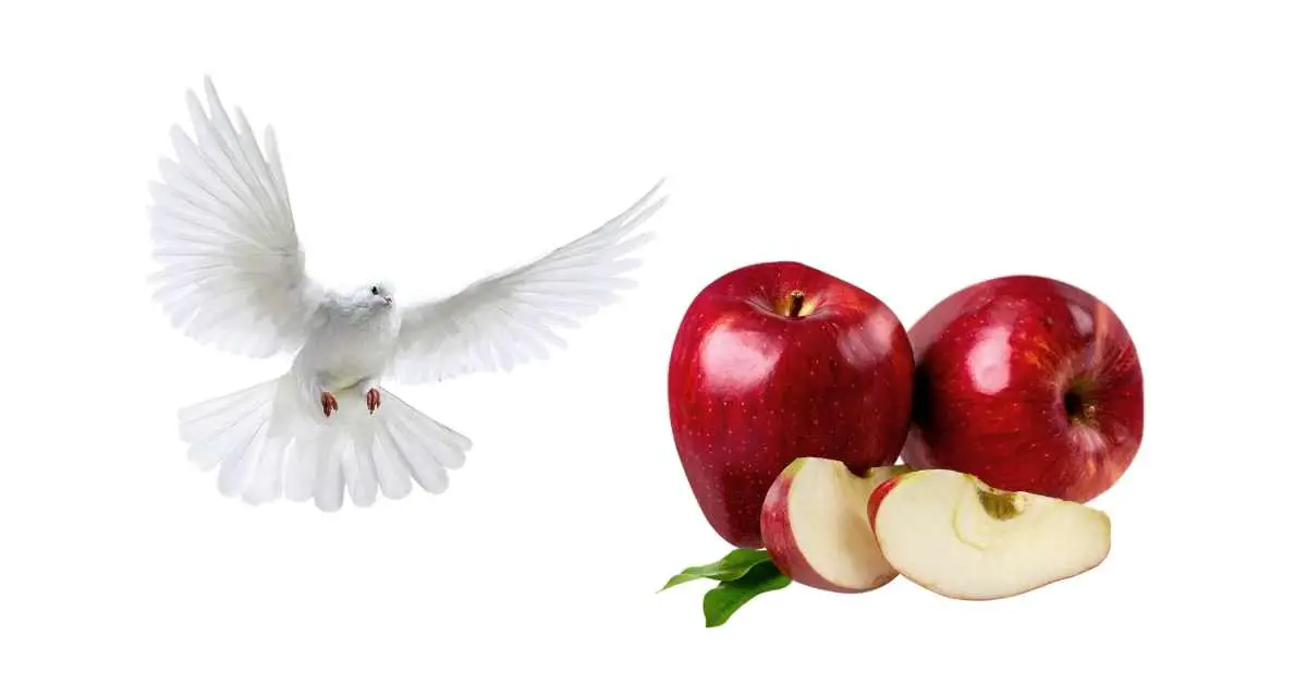 Can Pigeons Eat Apples?